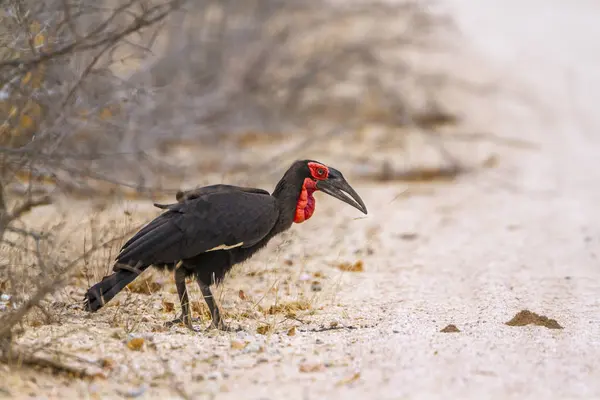 Southern Ground-Hornbill in Kruger National Park, South Africa — стоковое фото