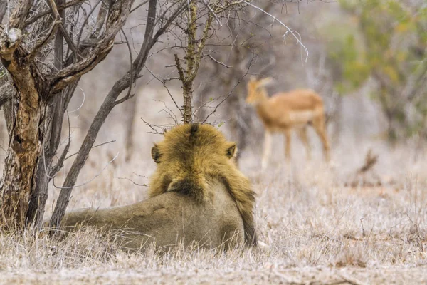 Африканский лев в национальном парке Крюгер, ЮАР — стоковое фото