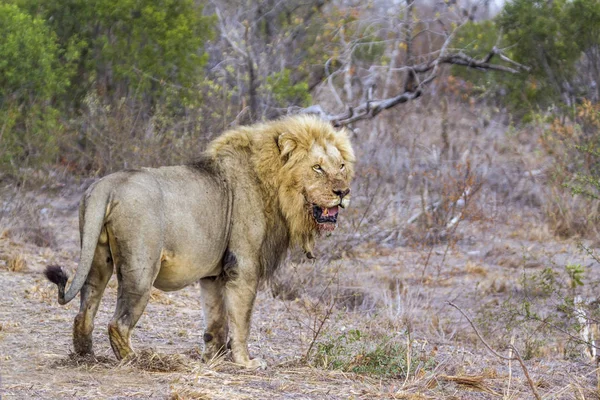 Leão africano no Parque Nacional Kruger, África do Sul — Fotografia de Stock