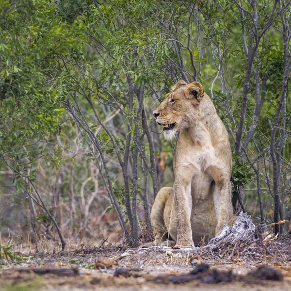 Αφρικανικό λιοντάρι στο εθνικό πάρκο Κρούγκερ, Νότια Αφρική — Φωτογραφία Αρχείου