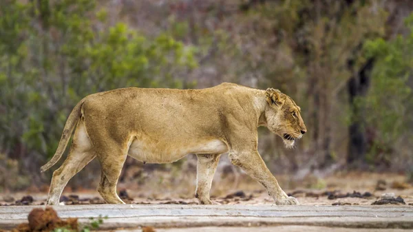 Afrika aslanı Kruger National park, Güney Afrika