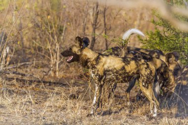 Afrika yaban köpeği Kruger National park, Güney Afrika