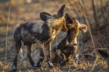 Afrika yaban köpeği Kruger National park, Güney Afrika