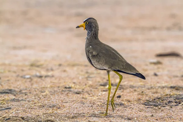 Wattled Lapwing nel parco nazionale di Kruger, Sud Africa — Foto Stock