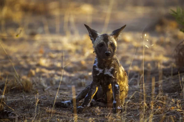 Afrika yaban köpeği Kruger National park, Güney Afrika