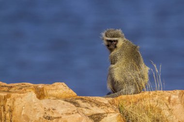 Kruger Ulusal Parkı, Güney Afrika 'da Vervet Maymunu