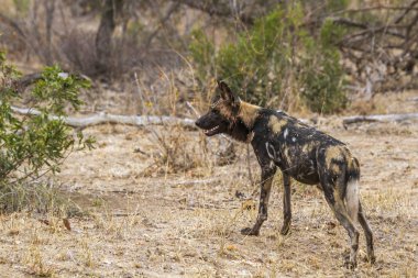 Afrika yaban köpeği Kruger National park, Güney Afrika
