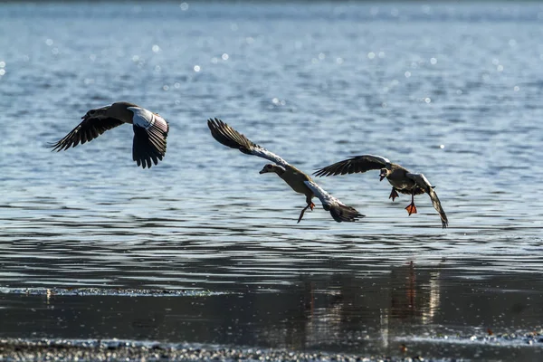 Ägyptische gans im kruger nationalpark, südafrika — Stockfoto