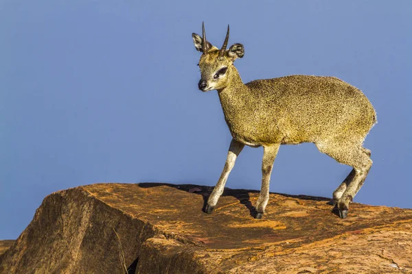 Klipspringer 남아프리카 공화국 크루 거 국립 공원 — 스톡 사진