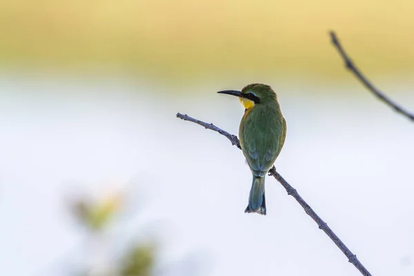 Kleiner bienenfresser im kruger nationalpark, südafrika — Stockfoto