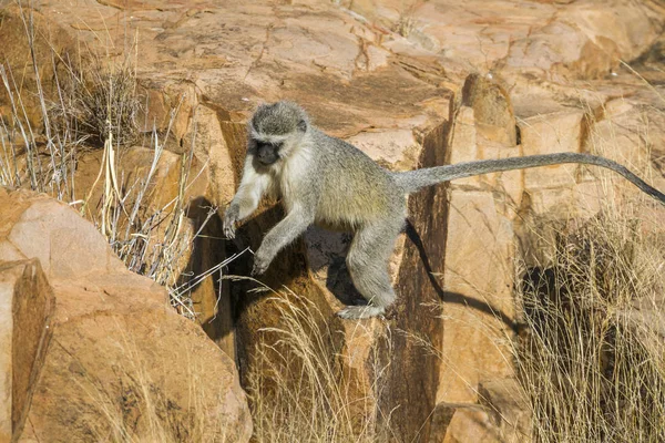 Vervet aap in Kruger National Park, Zuid-Afrika — Stockfoto