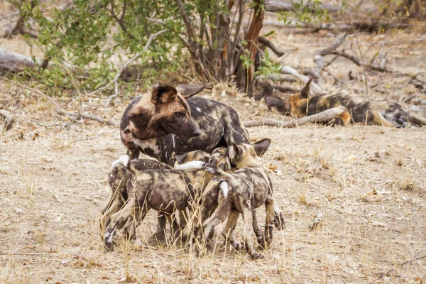 Африканская дикая собака в Национальном парке Крюгер, ЮАР — стоковое фото