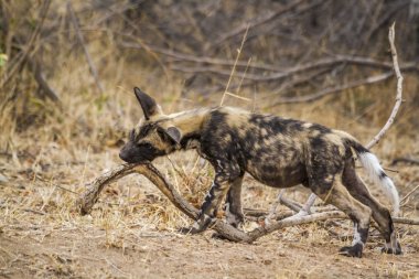 Afrika yaban köpeği Kruger National park, Güney Afrika
