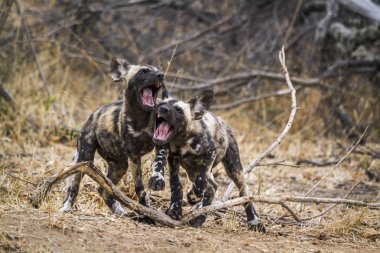 African wild dog in Kruger National park, South Africa clipart