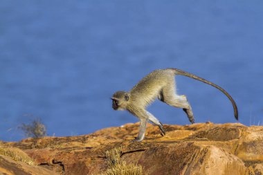 Kruger Ulusal Parkı, Güney Afrika 'da Vervet Maymunu