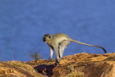 Kruger Ulusal Parkı, Güney Afrika 'da Vervet Maymunu