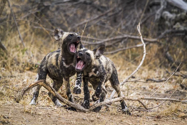 Afrikaanse wilde hond in Kruger National park, Zuid-Afrika — Stockfoto