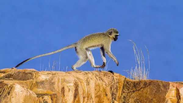 Vervet aap in Kruger National Park, Zuid-Afrika — Stockfoto