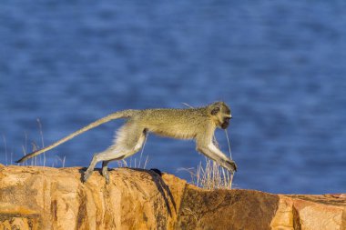 Kruger Ulusal Parkı, Güney Afrika 'da Vervet Maymunu