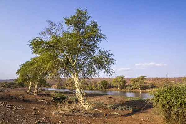 Gorączka drzewa w Kruger National park, Afryka Południowa — Zdjęcie stockowe