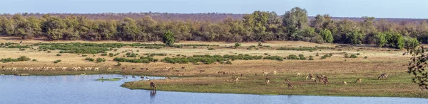 Paisaje con antílopes en el Parque Nacional Kruger, Sudáfrica — Foto de Stock