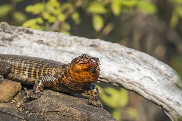 Giant plated lizard in Kruger National park, South Africa — Stock Photo, Image