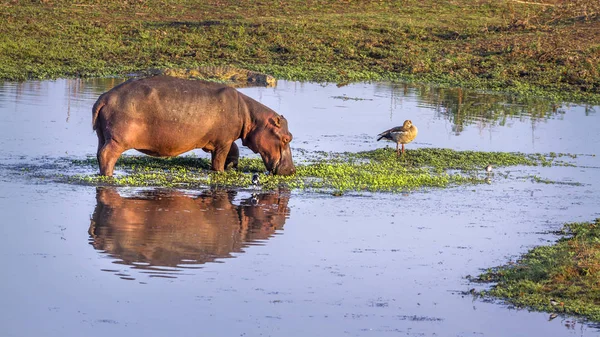 Hipopotam w Kruger National park, Afryka Południowa — Zdjęcie stockowe