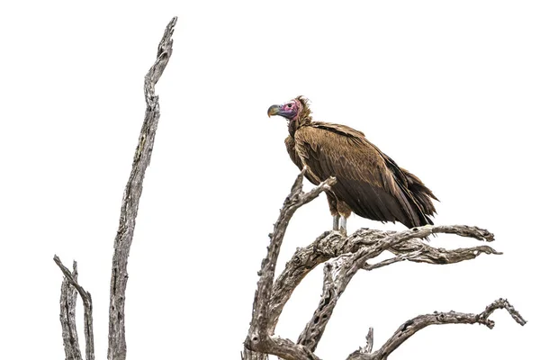 늘어진 부분-직면 독수리 남아프리카 공화국 크루 거 국립 공원 — 스톡 사진