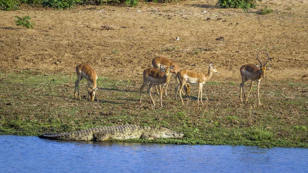 Nile crocodile and impala in Kruger National park, South Africa — Stock Photo, Image