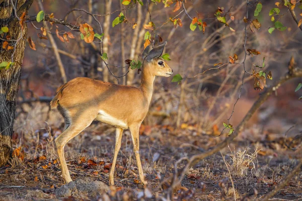 Steenbok Kruger National park, Güney Afrika — Stok fotoğraf