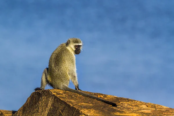 Vervet aap in Kruger National Park, Zuid-Afrika — Stockfoto