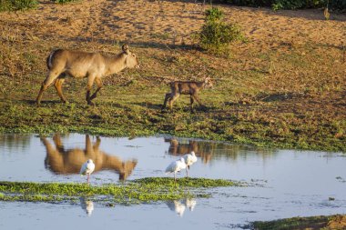 Ortak Waterbuck Kruger National park, Güney Afrika