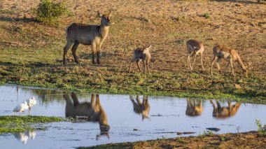 Ortak Waterbuck Kruger National park, Güney Afrika