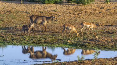Ortak Waterbuck Kruger National park, Güney Afrika