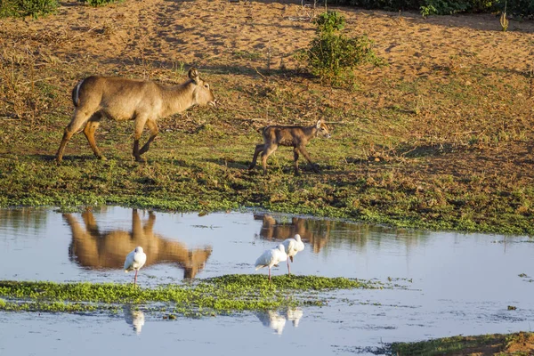Kob śniady wspólne w Kruger National park, Afryka Południowa — Zdjęcie stockowe
