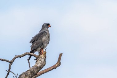 Karanlık Chanting-çakır kuşu Kruger National park, Güney Afrika