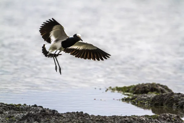 Blacksmith Lapwing in Kruger National park, South Africa — Stock Photo, Image