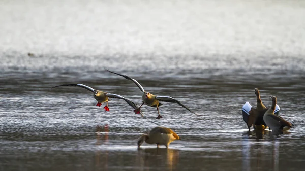 Nílusi lúd Kruger Nemzeti park, Dél-afrikai Köztársaság — Stock Fotó