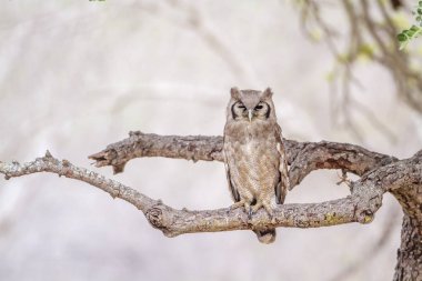 Verreaux'ın kartal-baykuş Kruger National park, Güney Afrika