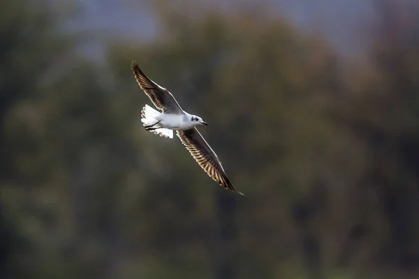 Graukopfmöwe im Kruger Nationalpark, Südafrika — Stockfoto