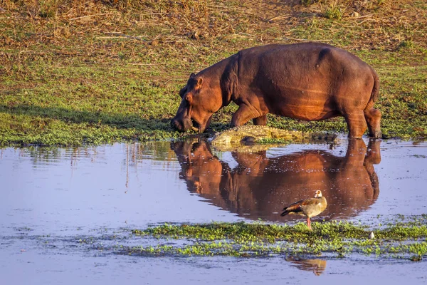 Hippopotame et crocodile Nil dans le parc national de Kruger, Af Sud — Photo