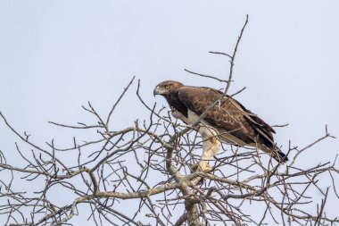 Dövüş kartal Kruger National park, Güney Afrika