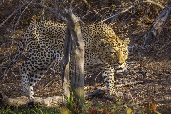 Leopard Kruger Nemzeti park, Dél-afrikai Köztársaság — Stock Fotó