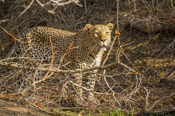 Leopardo en el Parque Nacional Kruger, Sudáfrica —  Fotos de Stock