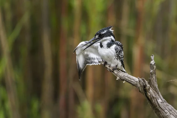 얼룩 무늬 kingfisher 남아프리카 공화국 크루 거 국립 공원 — 스톡 사진