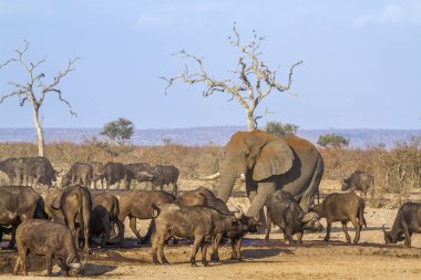Afrika bush ve fil ve Afrika Kruger ulusal Buffalo'da