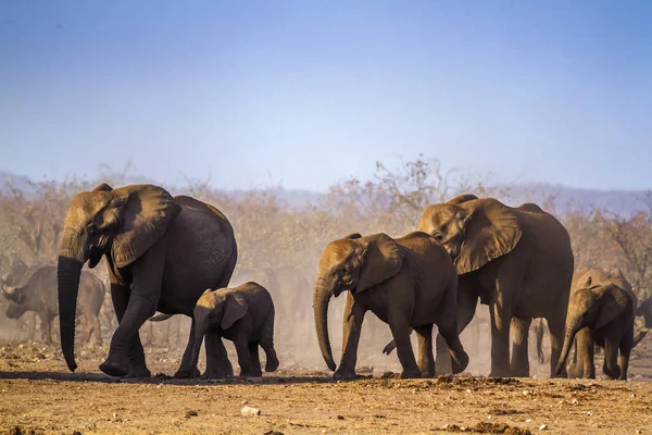 Afrikaanse bush elephant in Kruger National park, Zuid-Afrika — Stockfoto