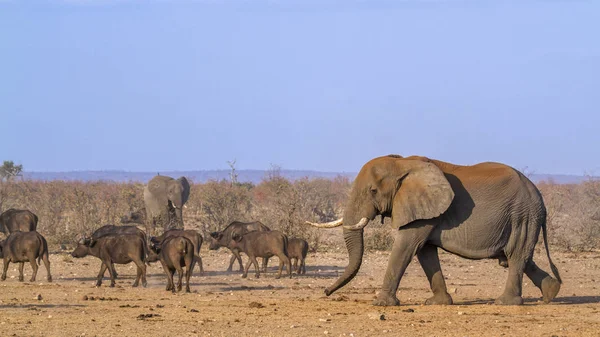 African bush and elephant and african buffalo in Kruger National — Stock Photo, Image
