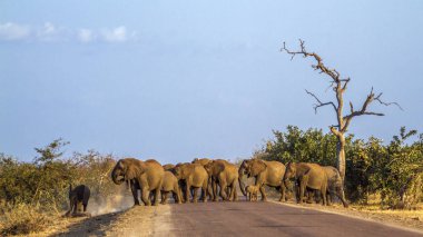 Afrika bush fil Kruger National park, Güney Afrika