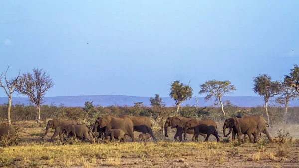 부시 아프리카 코끼리 남아프리카 공화국 크루 거 국립 공원 — 스톡 사진